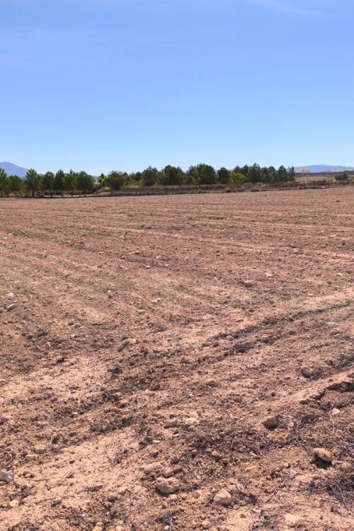 Land - Venta - Pinoso - Pinoso Centro