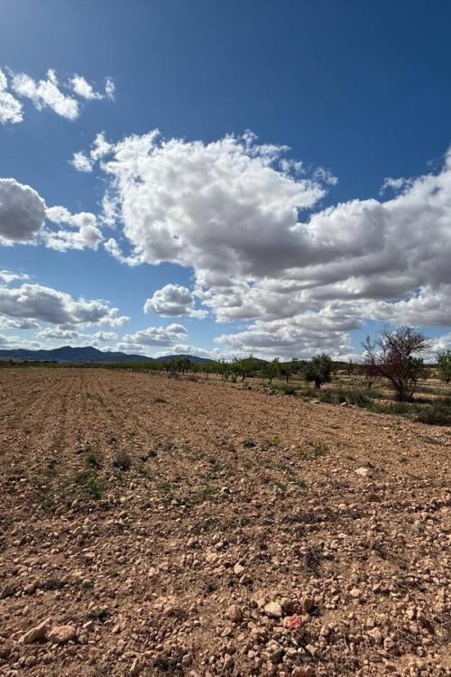 Land - Venta - Pinoso - Pinoso Centro