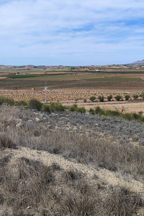Land - Venta - Pinoso - Pinoso Centro