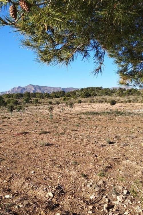 Land - Venta - Relleu - Relleu Centro