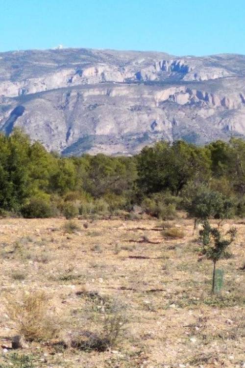 Land - Venta - Relleu - Relleu Centro