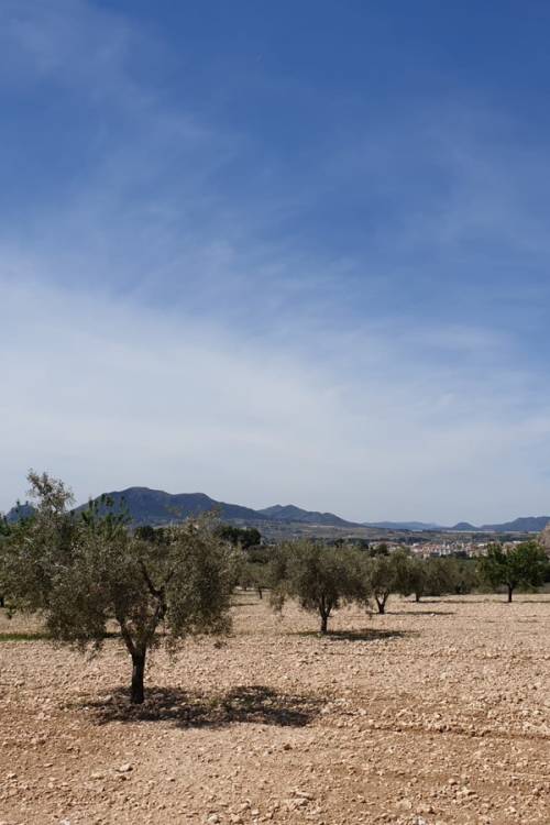 Land - Venta - Sax - Sax Centro