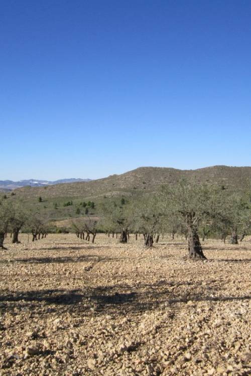 Land - Venta - Villena - Villena Centro