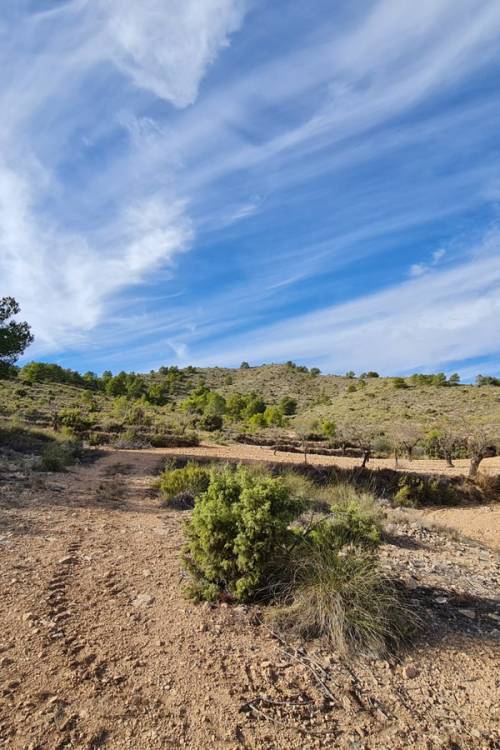 Land - Venta - Yecla - Raspay