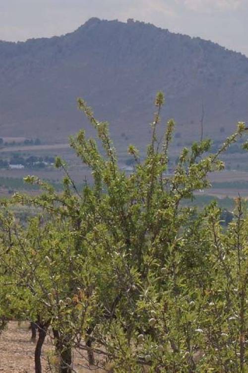 Land - Venta - Yecla - Yecla Centro