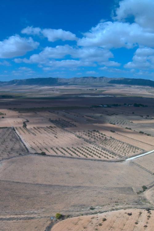 Land - Venta - Yecla - Yecla Centro