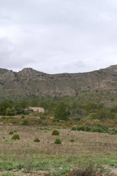 Land - Venta - Yecla - Yecla Centro