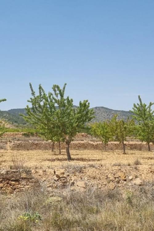 Land - Venta - Yecla - Yecla Centro