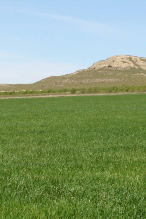 Land - Venta - Yecla - Yecla Centro