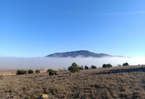 Land - Venta - Yecla - Yecla Centro