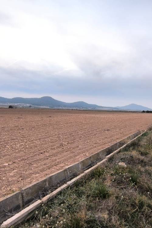 Land - Venta - Yecla - Yecla Centro
