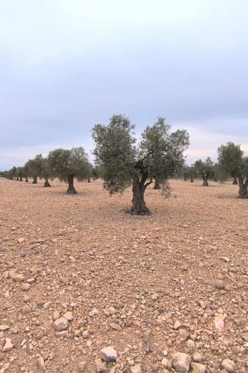 Land - Venta - Yecla - Yecla Centro