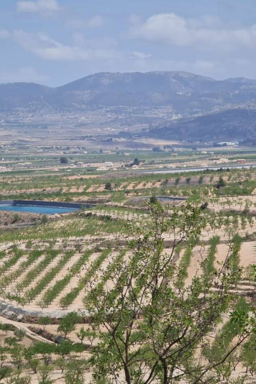 Land - Venta - Yecla - Yecla Centro