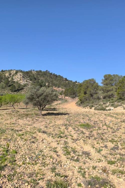 Land - Venta - Yecla - Yecla Centro