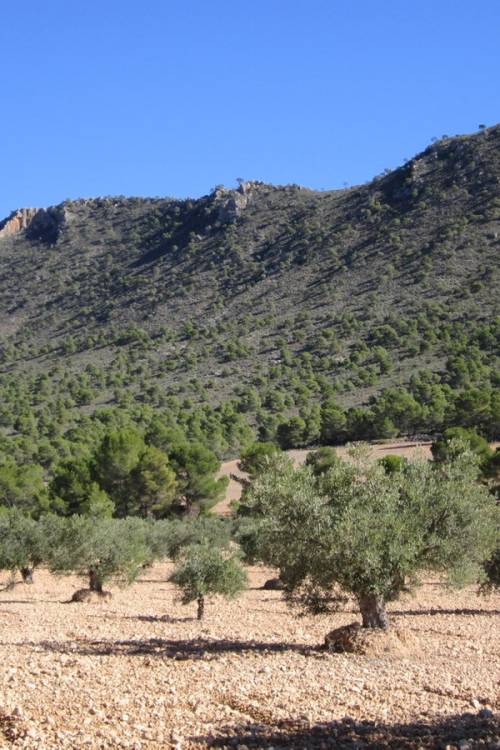 Land - Venta - Yecla - Yecla Centro