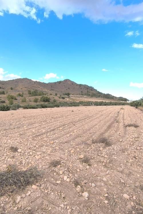 Land - Venta - Yecla - Yecla Centro