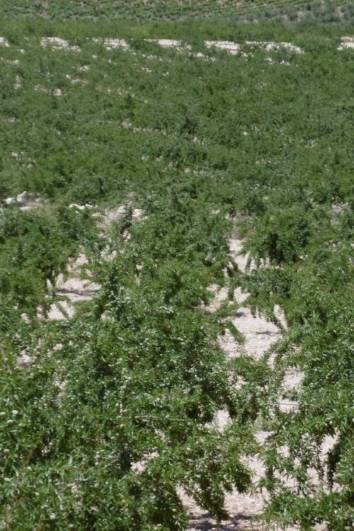 Land - Venta - Yecla - Yecla Centro