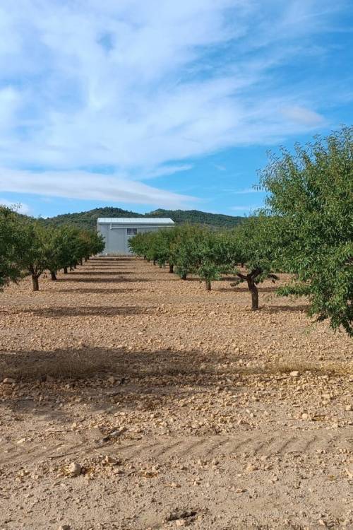 Land - Venta - Yecla - Yecla Centro