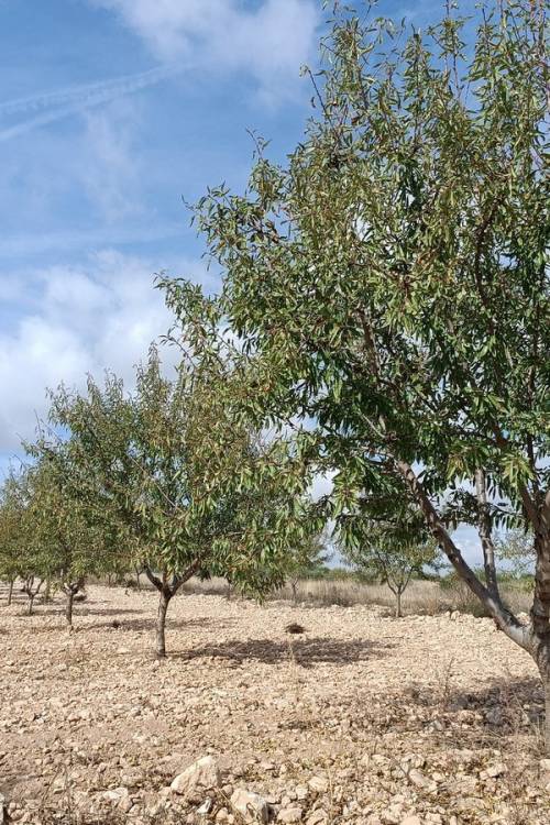 Land - Venta - Yecla - Yecla Centro