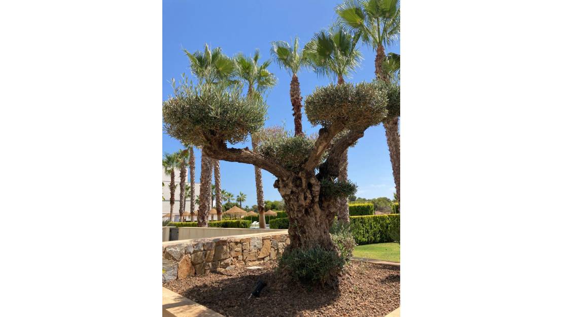Sale - Apartment - Orihuela - Las Colinas Golf