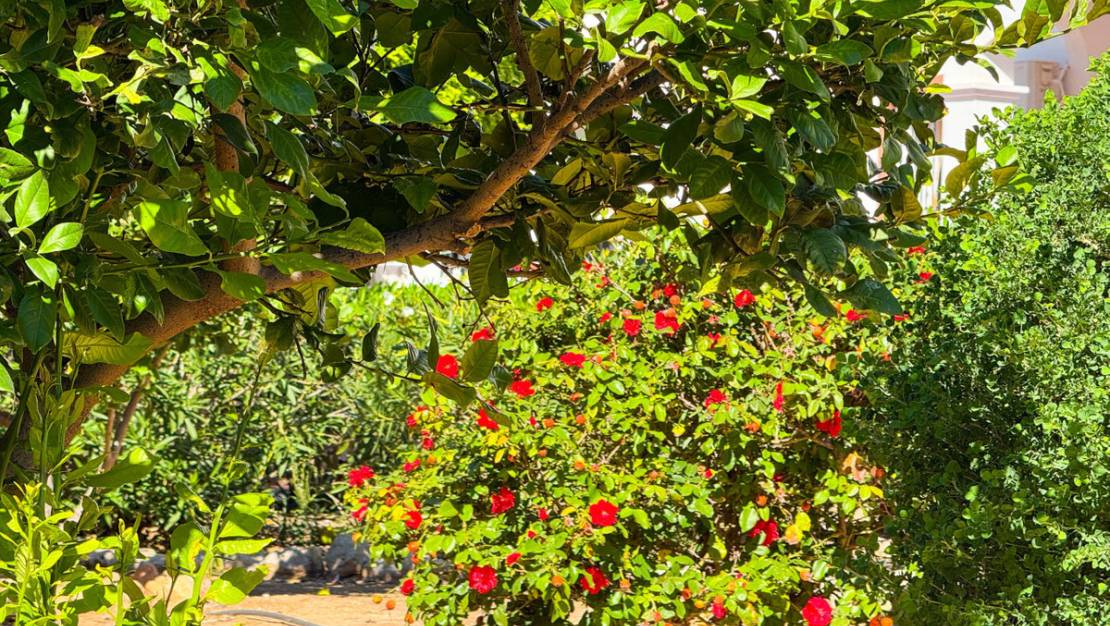 Sale - Apartment - Orihuela - Punta Prima