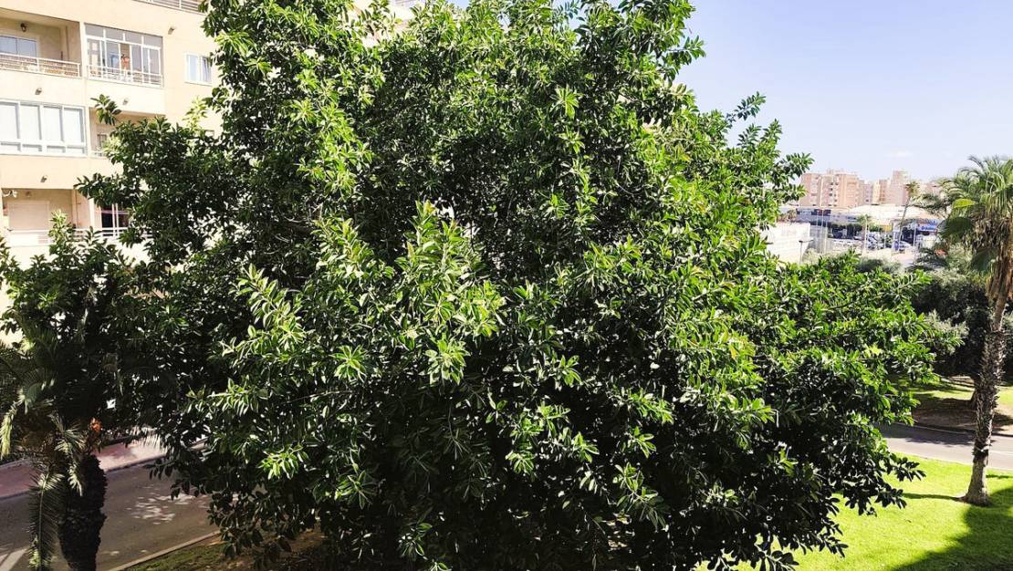 Sale - Apartment - Torrevieja - Torrevieja Centro