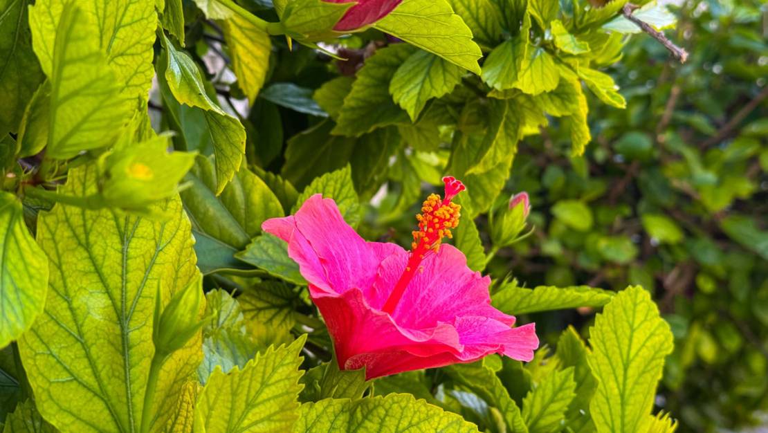 Sale - Apartment - Torrevieja - Torrevieja Centro