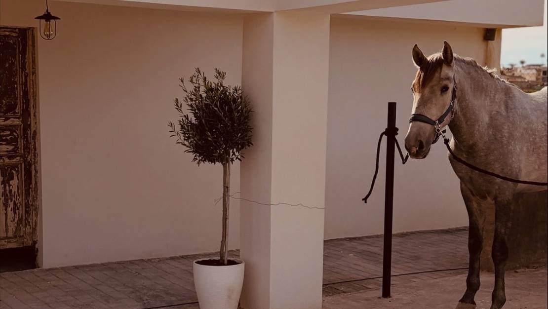 Sale - Country House - Algorfa - Algorfa Centro