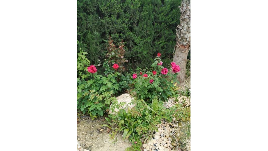 Sale - Country House - Crevillente - Crevillent - Crevillente - Crevillent Centro