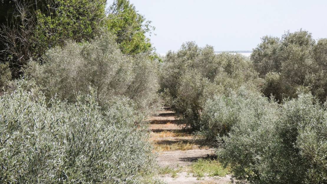 Sale - Country House - Dolores - Dolores Centro