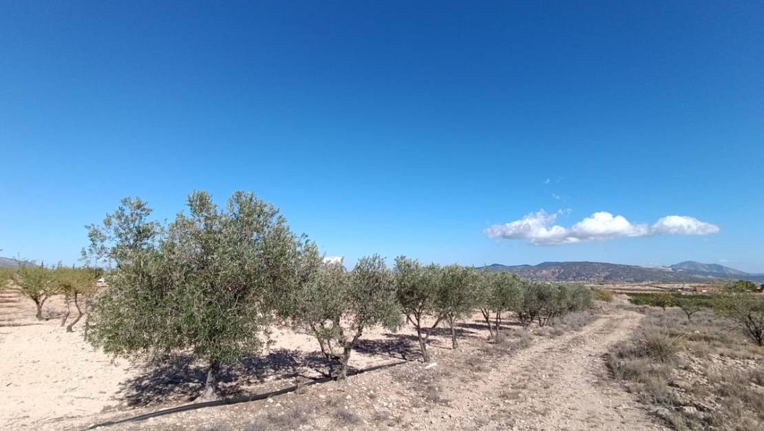 Sale - Country House - Jumilla - Jumilla Centro