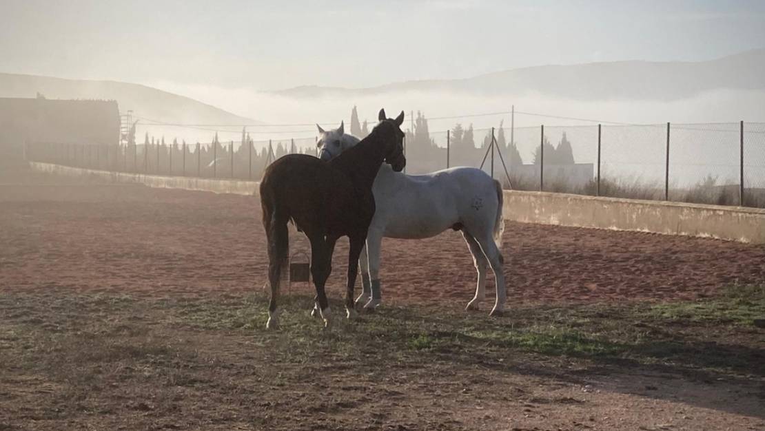 Sale - Country House - Jumilla - Torre Del Rico
