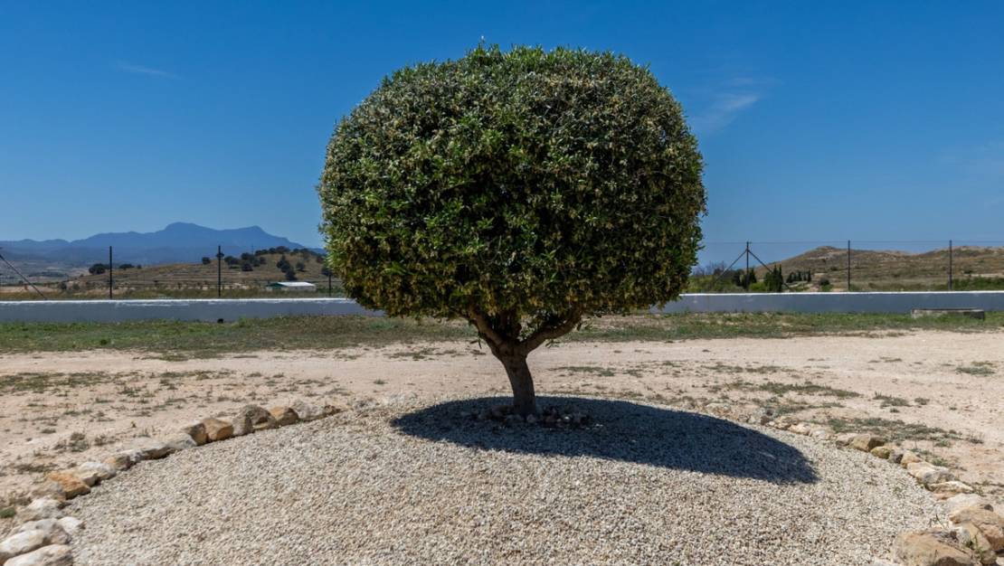 Sale - Country House - Jumilla - Torre Del Rico