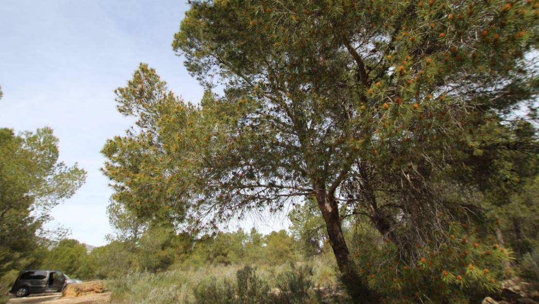 Sale - Country House - Monóvar - Monòver - Monóvar - Monòver Centro