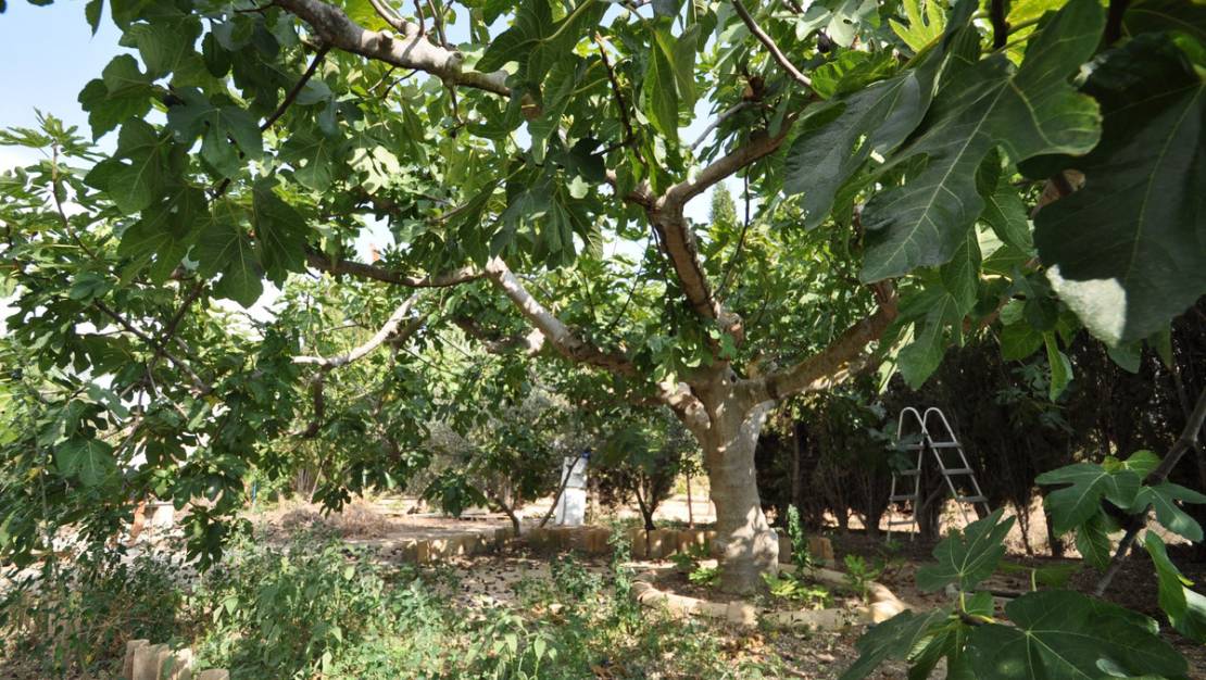 Sale - Country House - Pinoso - Pinoso Centro