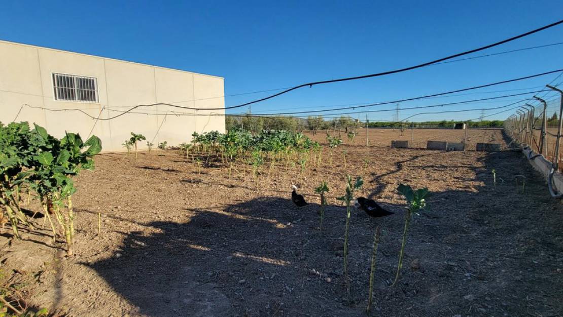 Sale - Country House - San Miguel de Salinas - San Miguel de Salinas Centro