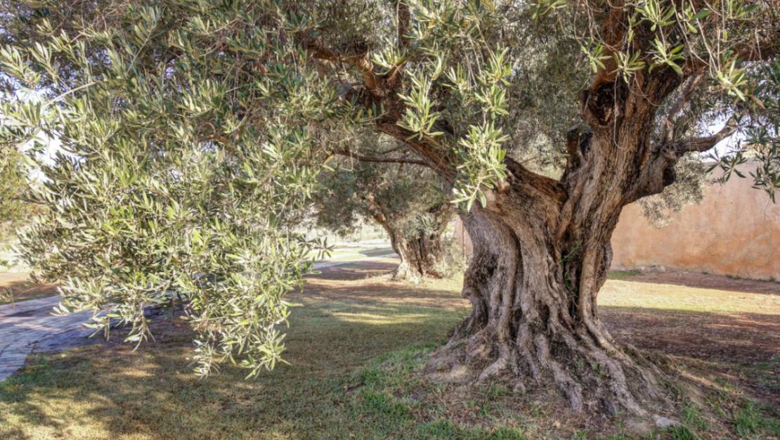 Sale - Country House - Teulada - Moraira