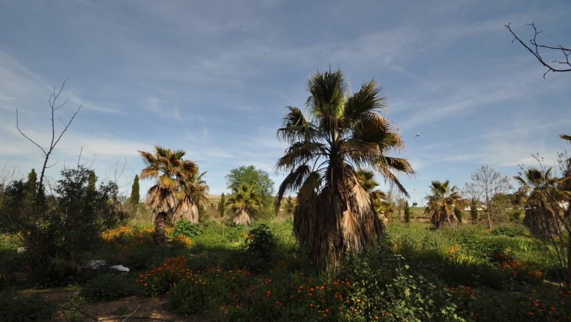 Sale - Country House - Yecla - Yecla Centro