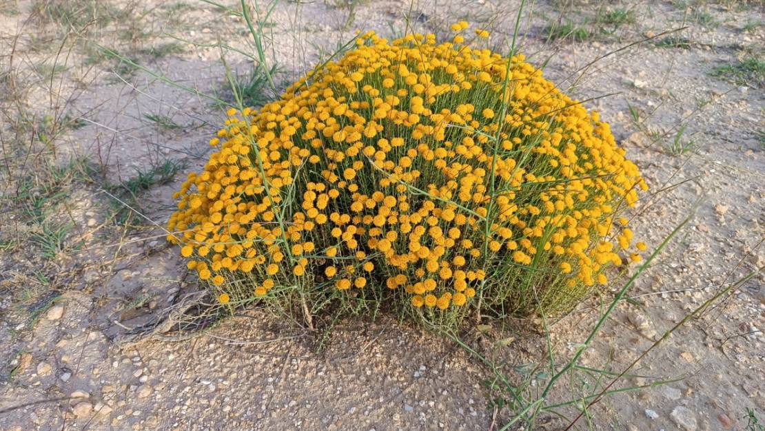 Sale - Country House - Yecla - Yecla Centro