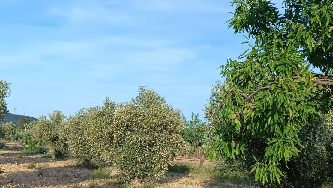 Sale - Country House - Yecla - Yecla Centro