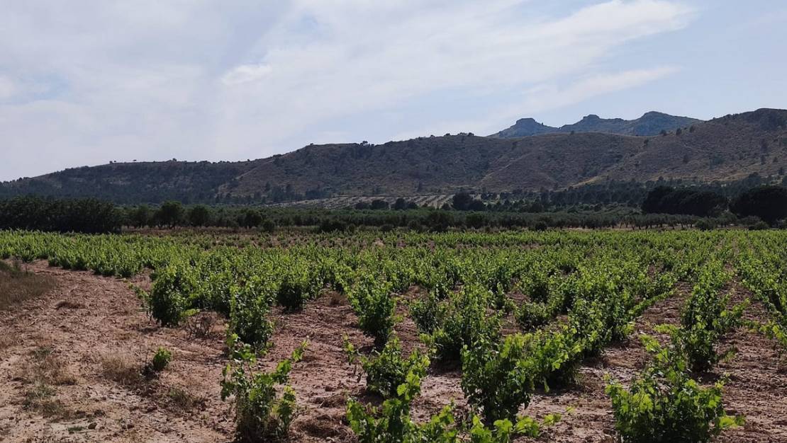 Sale - Country House - Yecla - Yecla Centro