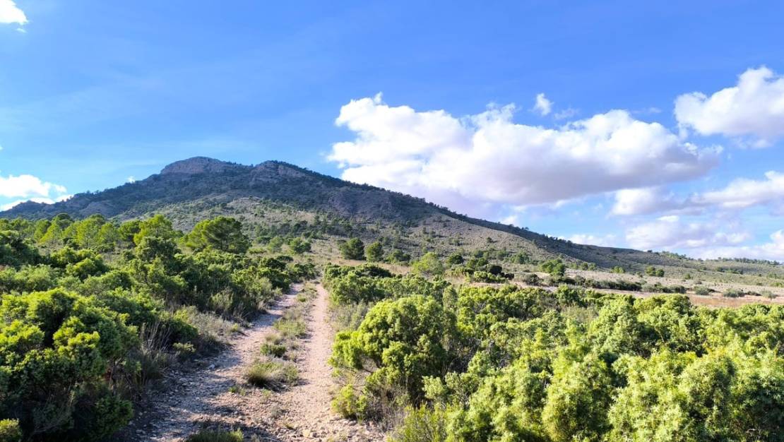 Sale - Country House - Yecla - Yecla Centro