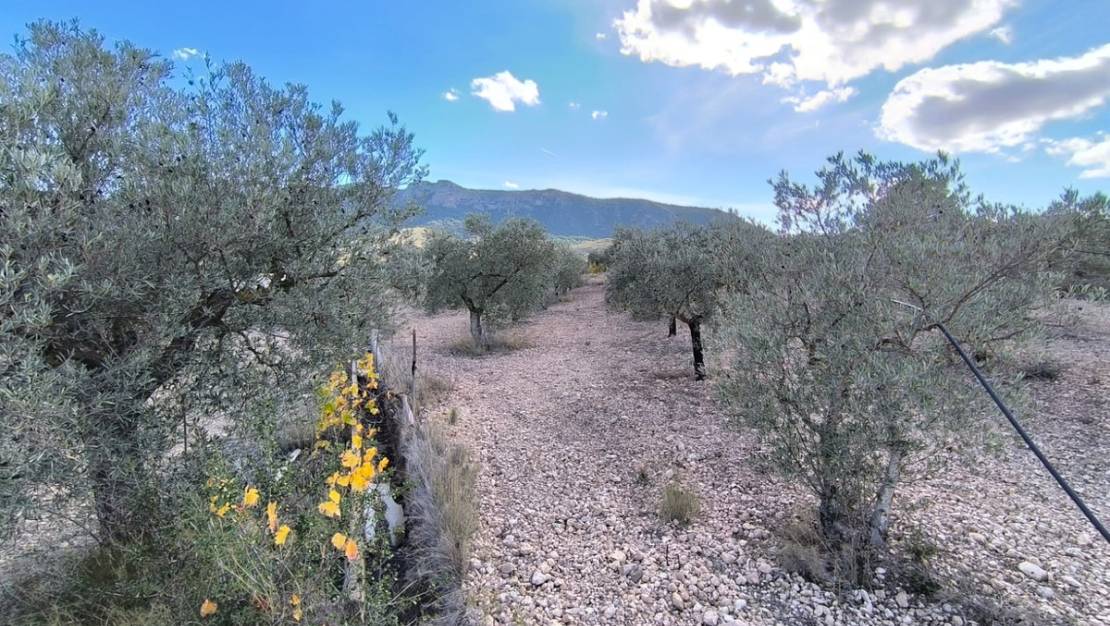 Sale - Country House - Yecla - Yecla Centro