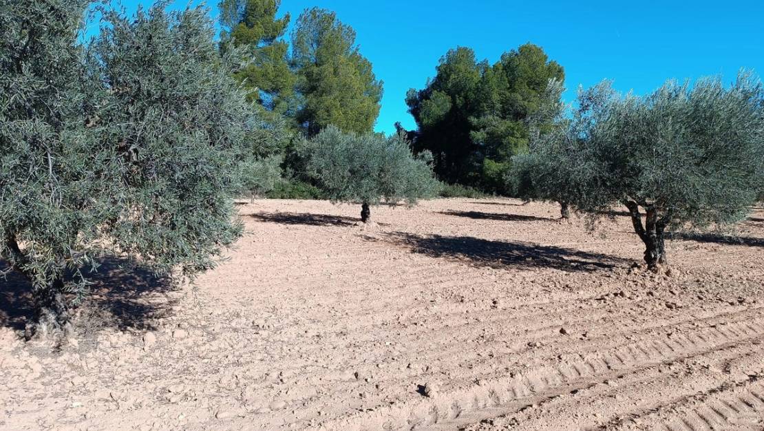 Sale - Country House - Yecla - Yecla Centro