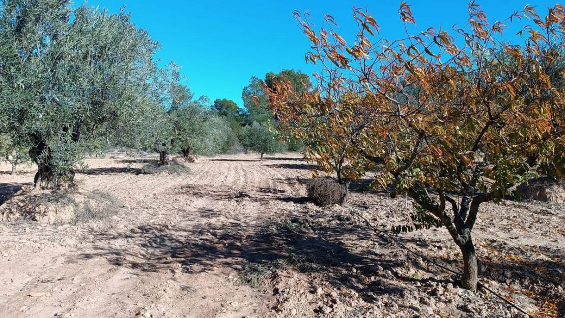 Sale - Country House - Yecla - Yecla Centro