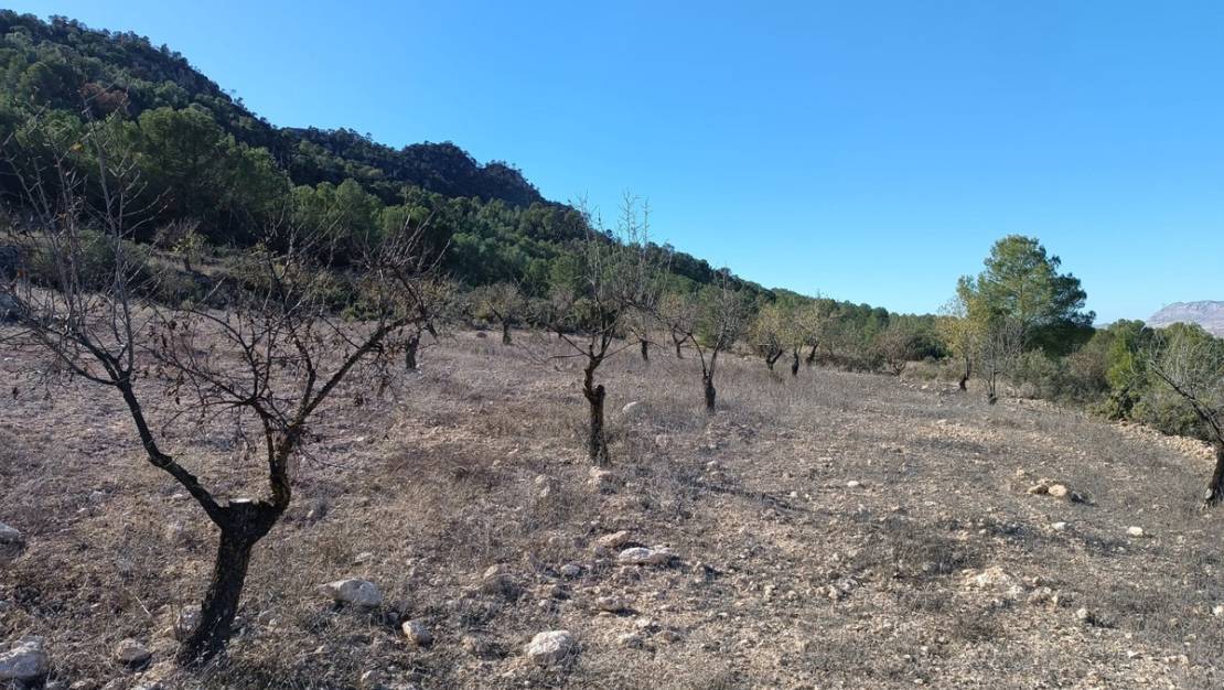 Sale - Country House - Yecla - Yecla Centro