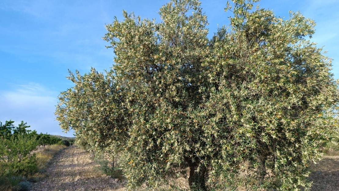 Sale - Country House - Yecla - Yecla Centro