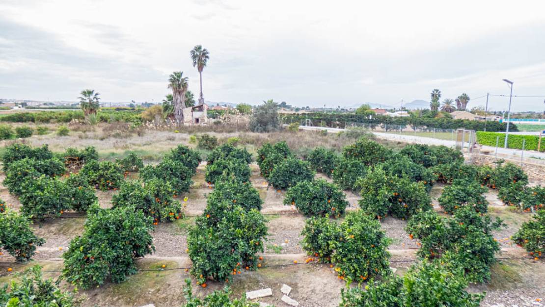Sale - Finca - Rojales