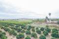 Sale - Finca - Rojales