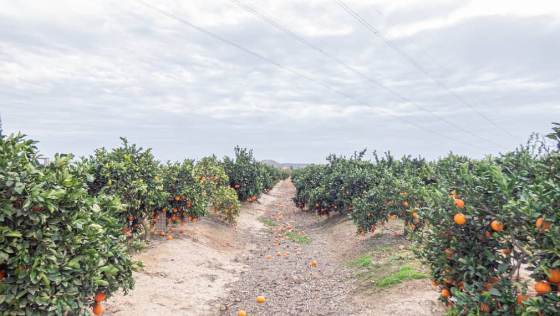 Sale - Finca - Rojales